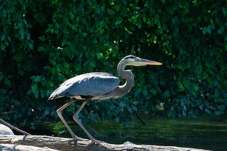 heron taking flight 1.