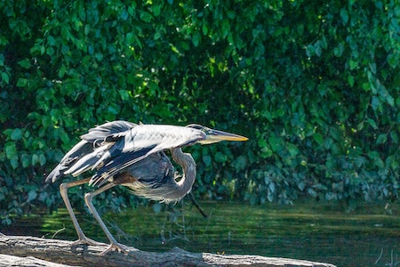 heron taking flight 2.