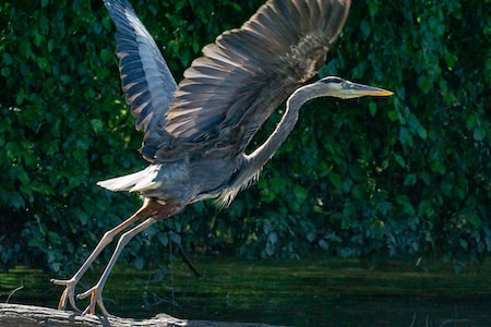 heron taking flight 3.