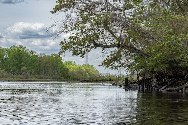 Trees hanging over Rancocas Creek