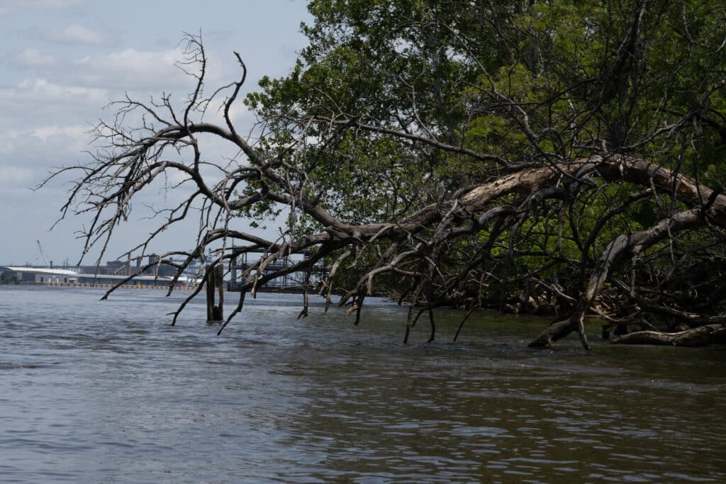 Dead tree overhanging the river.